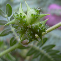 Tribulus Terrestris